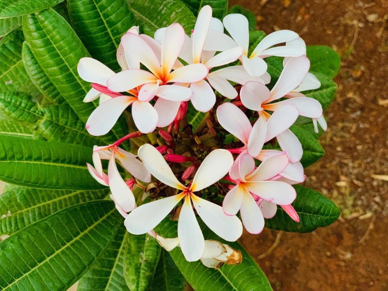 Mizzle Exotica Lonavala Lägenhet Exteriör bild
